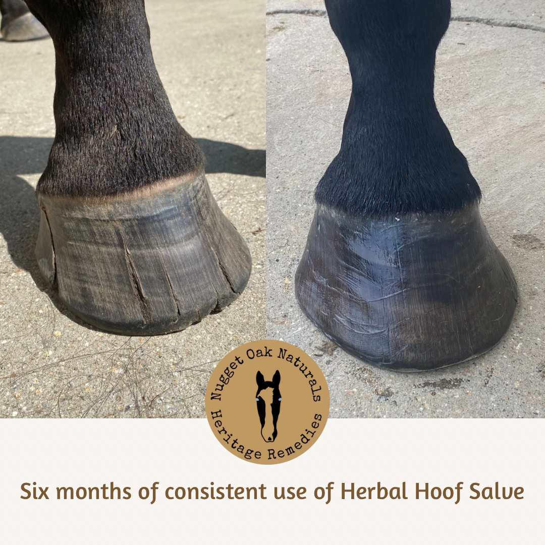 Herbal Hoof Salve
